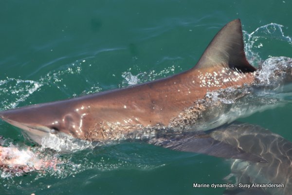 Bronze whaler shark South africa